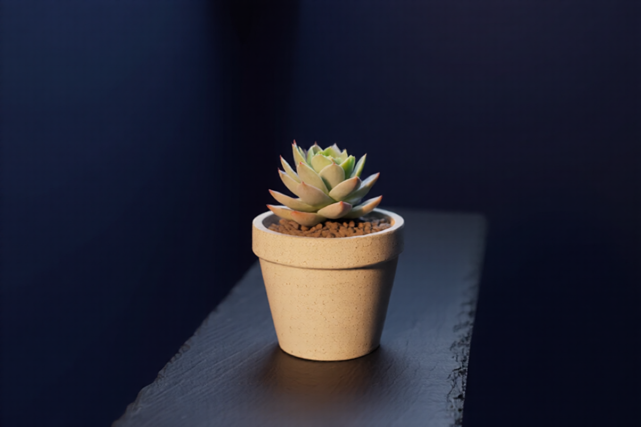 The succulent seen after a 90 degree camera turn